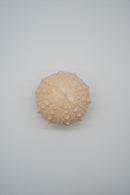 ARATi<br>uni (茜染め) - ヴィンテージ SHARK ATTACK