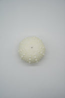 ARATi<br>uni (白色) - ヴィンテージ SHARK ATTACK