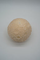 ARATi<br>luna (茜染め) M - ヴィンテージ SHARK ATTACK