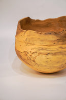 駒田雄蔵<br>器 , モチノキ<br>bob's box - ヴィンテージ SHARK ATTACK