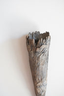 荒川蓮太郎<br>掛花入 - ヴィンテージ SHARK ATTACK