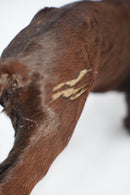 アニマルモチーフ オブジェ<br>オブジェ <br>大阪店 - ヴィンテージ SHARK ATTACK