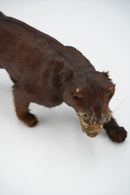 アニマルモチーフ オブジェ<br>オブジェ <br>大阪店 - ヴィンテージ SHARK ATTACK